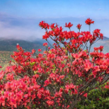 字里行间丨山花烂漫组诗