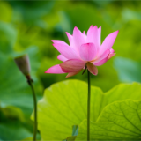 习作丨贺杨帆:分享,最美好的传递