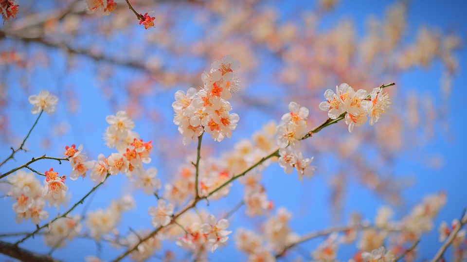 cherry-blossom-5378588_960_720.jpg