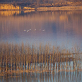 生态文学丨陈奉生：飞过北纬40度的候鸟