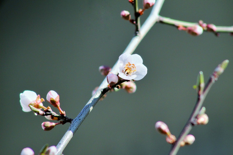 flower-6750166_960_720.jpg