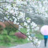 芙蓉·诗歌丨左槐尘：淋一场旧雨