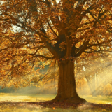 诗歌丨刘兆印：如果秋再深一些，树会不会顿生离别之感
