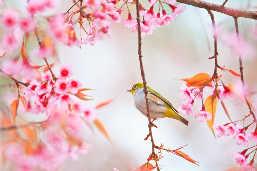 樱花1.jpg