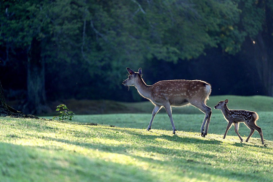 deer-5324645_960_720.jpg