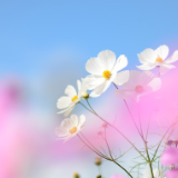 散文丨何立伟:纪念老罗