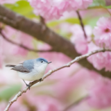 生态文学丨肖辉跃：《我的小鸟邻居》节选