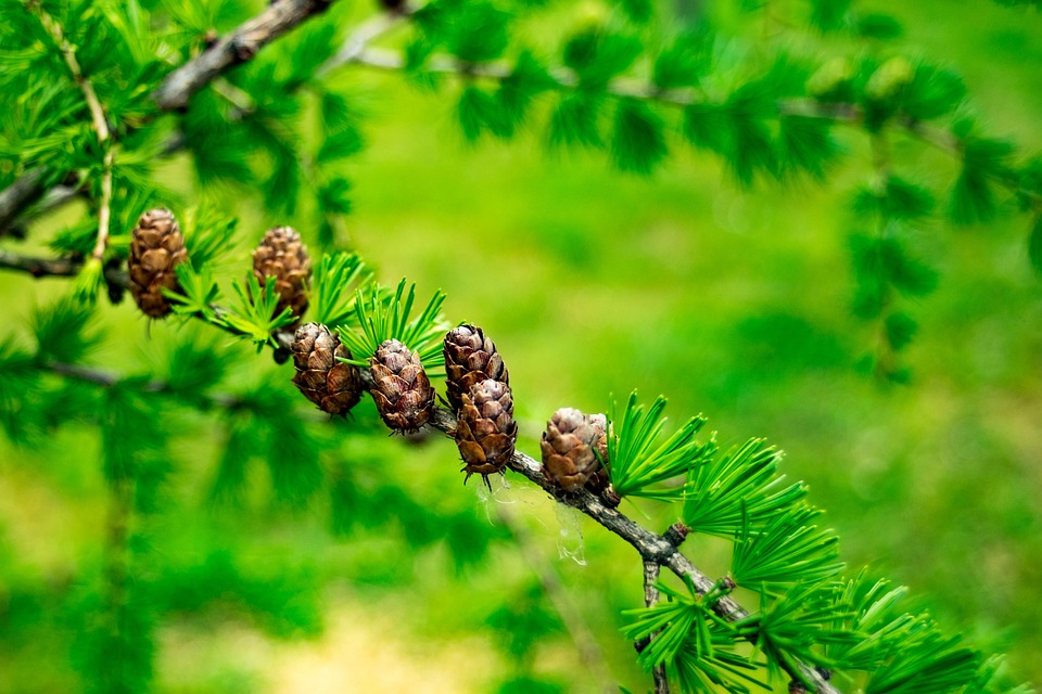 larch-4188238_960_720.jpg