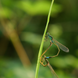 肖辉跃：蜻蜓梦