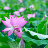 芙蓉·小说丨凡一平：胆小鬼