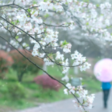 诗词大会作品丨《浣溪沙·客家杏花村》《满庭芳·咏长沙银行助力当地发展》