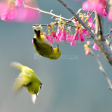 生态文学丨凡德元：拾得鸟趣