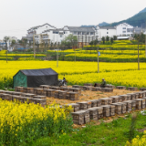 诗词大会作品丨《观汨罗市千人广场舞展演》《西江月·乡村春景》