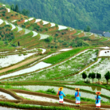专栏丨胡代松：行香子·山背花瑶梯田行