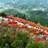文学里的湘村丨龙启耀：一路繁花富田坳