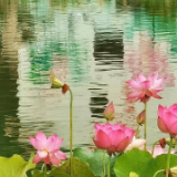 诗词大会作品丨《定风波·渔村》《金菊对芙蓉·岳阳游》