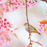 生态文学丨肖运坤：繁花