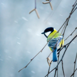 李少君丨世事人心,以诗为证