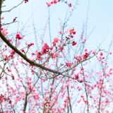 诗词大会作品丨《鹧鸪天·中秋》《女大学生村官》《忆长沙银行》