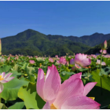 文学里的湘村丨肖猛：到了荆泉村，不再怀疑人间有仙境