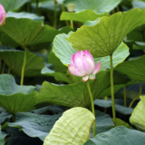 芙蓉·小说丨马金莲：骨肉