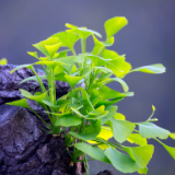 湘江文艺丨楚荷：孙家虎 （中篇小说）