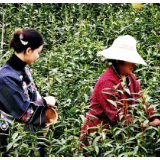 生态文学丨陈夏雨：一片叶，一枝芽