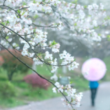 诗词大会作品丨《紫鹊界梯田》《行香子·夏日与小女菜圃赏花》《楚峰梨园春韵》《【商调·满堂红】鼻湖渔场》