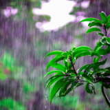 芙蓉·诗歌丨张萌：雨水里隐藏的事物