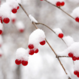 芙蓉·诗歌丨梦天岚：大雪之后