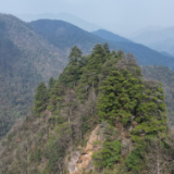 生态文学丨范诚：银杉，银杉