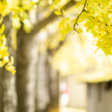 芙蓉·小说丨朱秀海:没有人容易死去