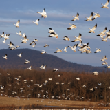 诗歌丨芦坡：雁南飞