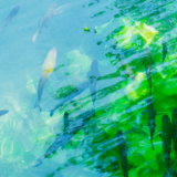 生态文学丨刘琴:黄龙鱼