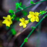 芙蓉·小说丨南翔:成人礼