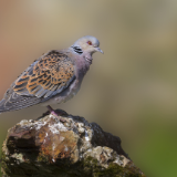 生态文学丨肖远湘:夏末秋初的鸟语