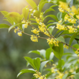 生态文学丨刘义彬:义园的秋天