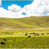 芙蓉·小说丨杨志军:野血