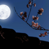 随笔丨张毅龙:山月禅心