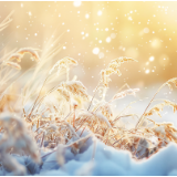 小说丨李佳:蒙特利尔的雪