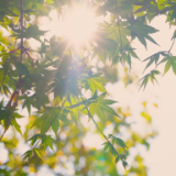 芙蓉·小说丨樊健军：蝉为什么鸣叫