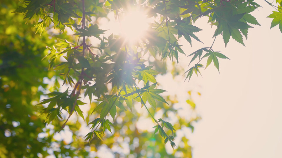 千库网_实拍初夏风景阳光透过枫叶_摄影图编号20414486_副本.jpg 千库网_实拍初夏风景阳光透过枫叶_摄影图编号20414486_副本.jpg