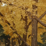 2025年双牌县“金牌讲解员”展播丨《心栖双牌 慢度时光》