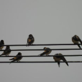 生态文学丨屈芳芳:一只金腰燕的秋天