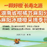 “橙”意满满邀你来尝!2025麻阳冰糖橙采摘季11月23日甜蜜启幕