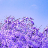 芙蓉·散文丨欧阳娟：紫藤为门