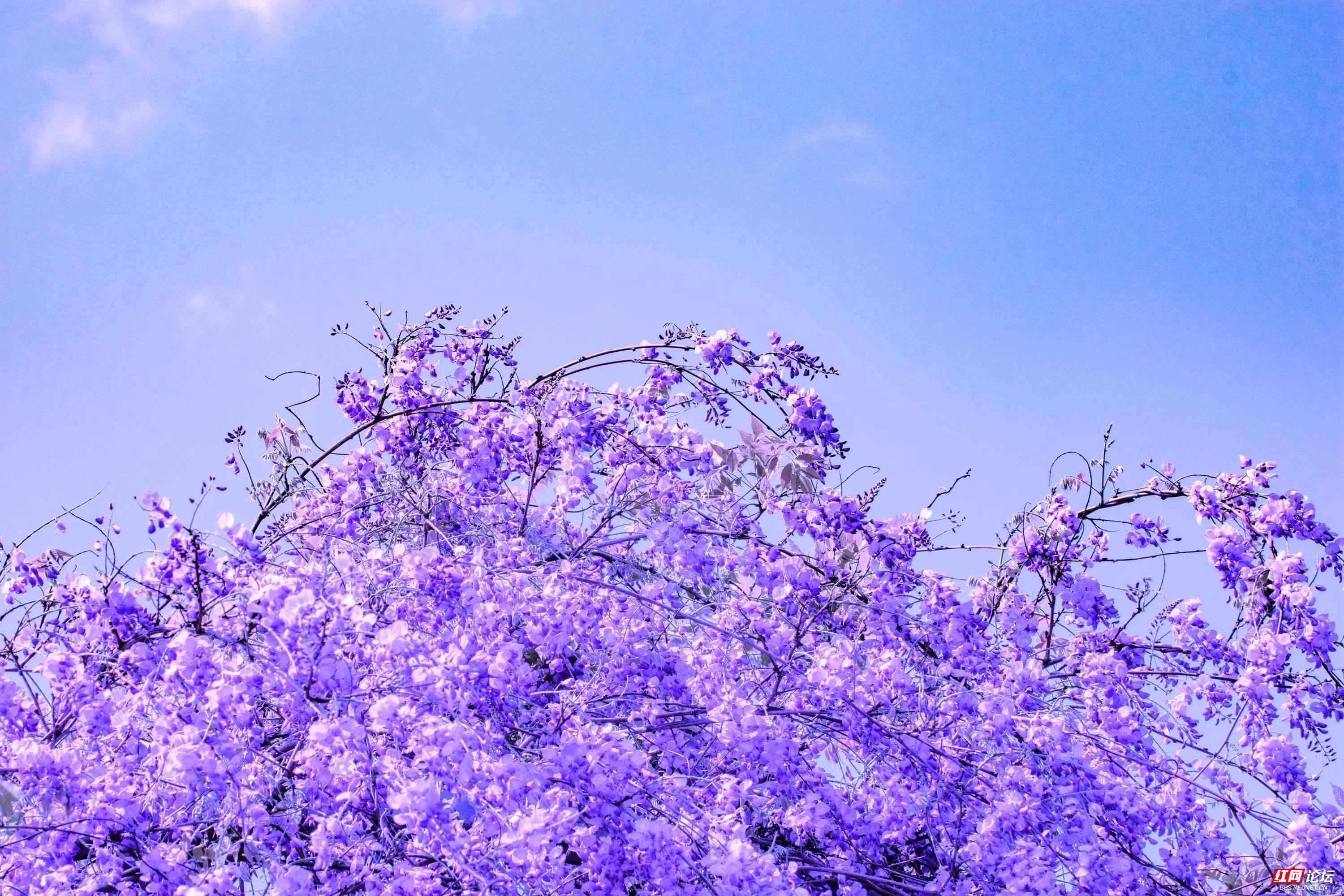 紫藤7.jpg