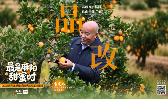 最是麻阳甜蜜时①丨雷定水：品改万亩橘园，让山果变“金”果