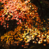 散文丨黄义:山冲春秋