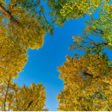 生态文学丨瘦马:每一棵树的年轮里都藏着火